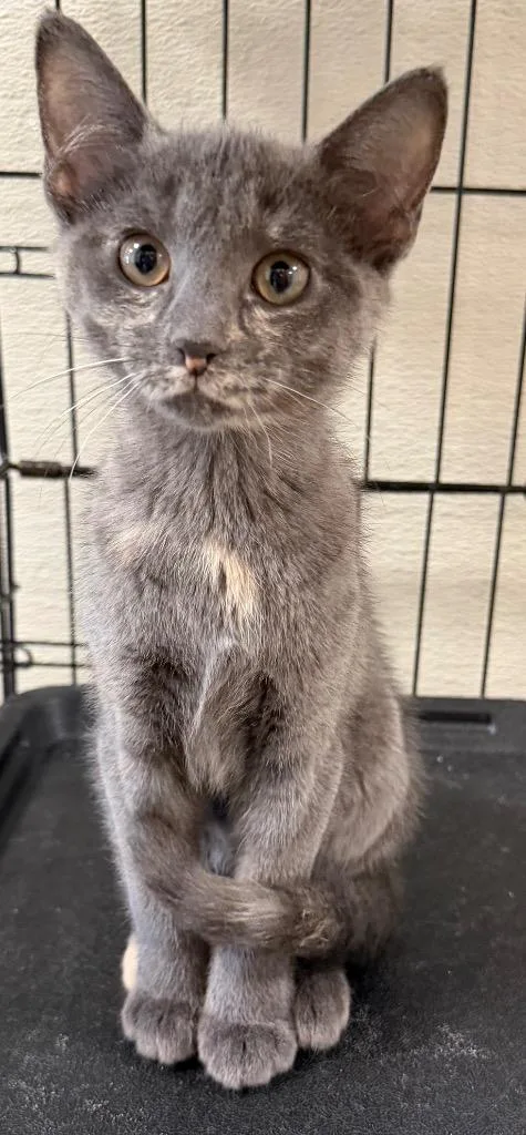 Pewter