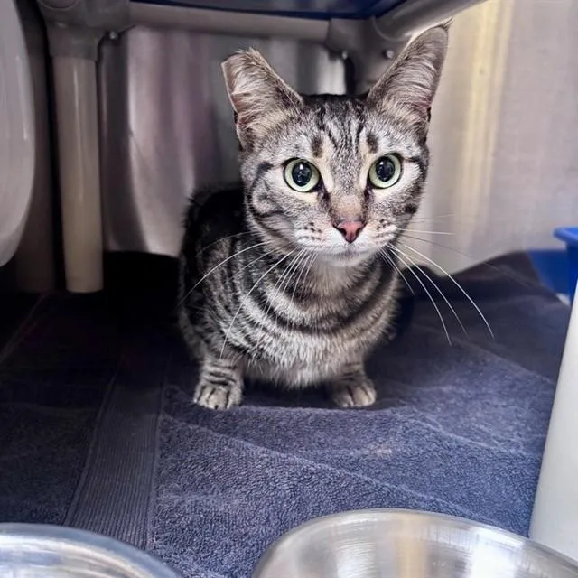 An adult medium-sized female Domestic Short Hair cat named Halifax for adoption in Alameda, CA