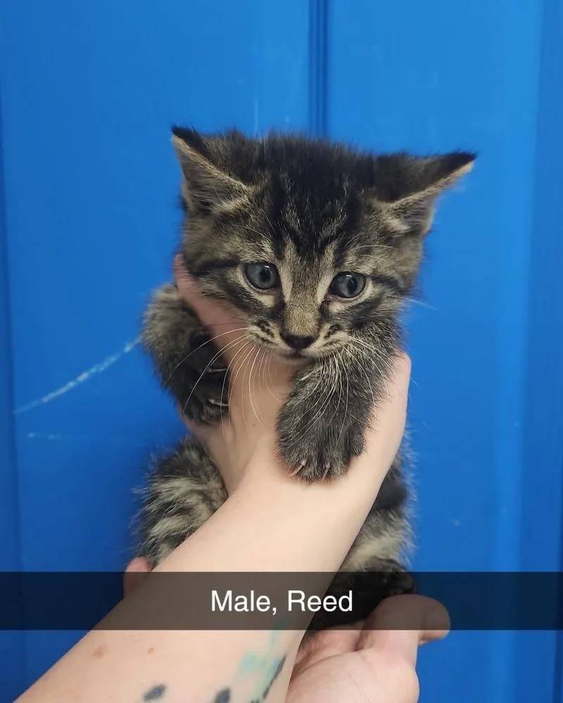 A baby medium-sized male Domestic Short Hair cat named Reed for adoption in Evansville, IN