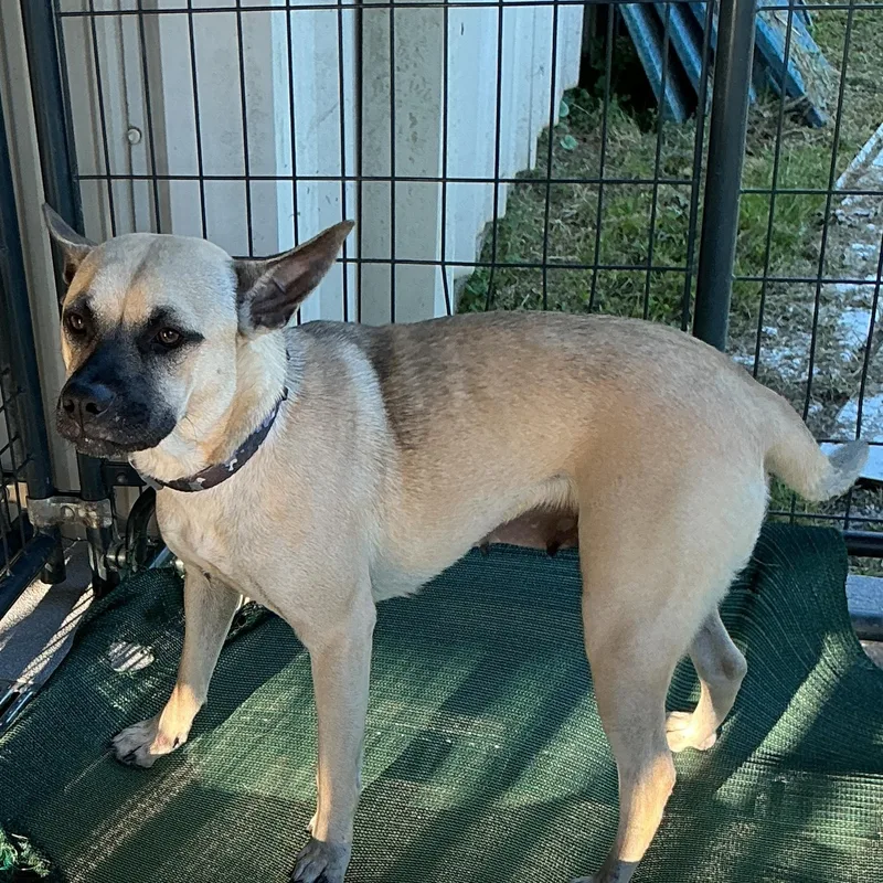 An adult medium-sized female Black Mouth Cur dog named Bingo for adoption in thomson, GA