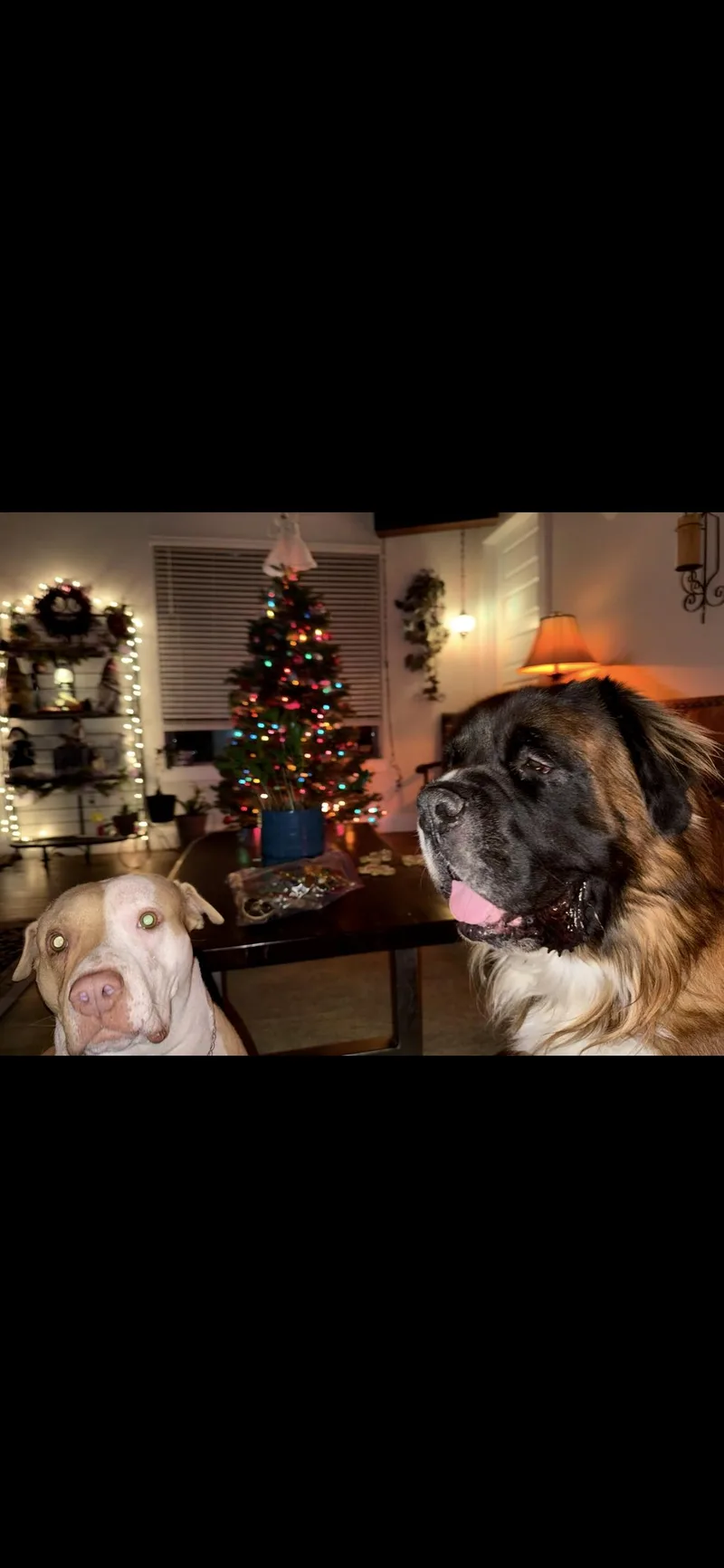 Peaches thumbnail 3