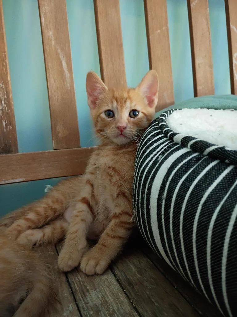 Fredrick