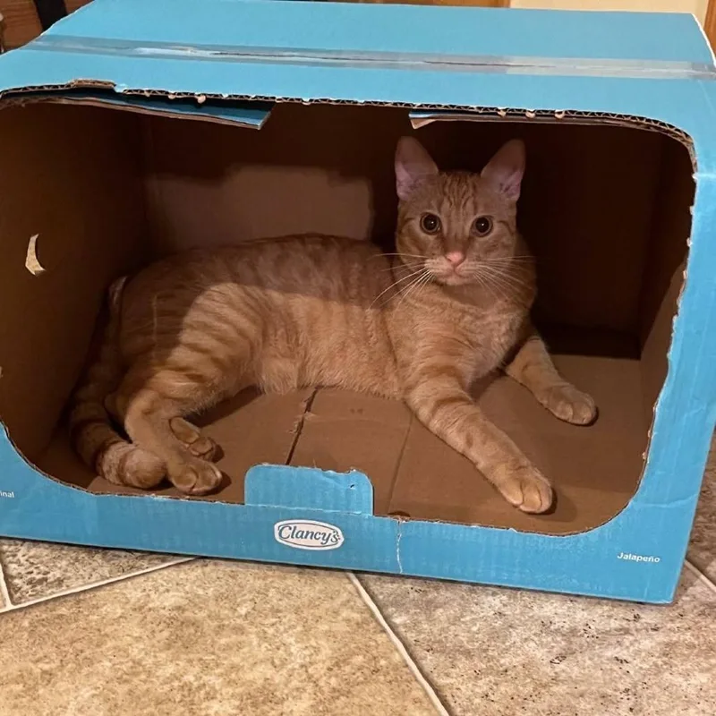 An adult small-sized male Orange / Red Domestic Short Hair cat named Sai  Home To for adoption in South Elgin, IL