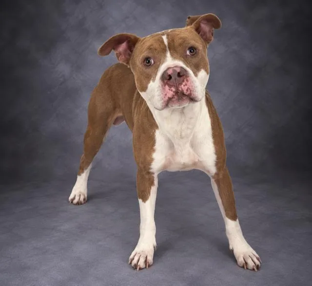 An adult medium-sized male American Bulldog dog named Drake for adoption in Winter Haven, FL