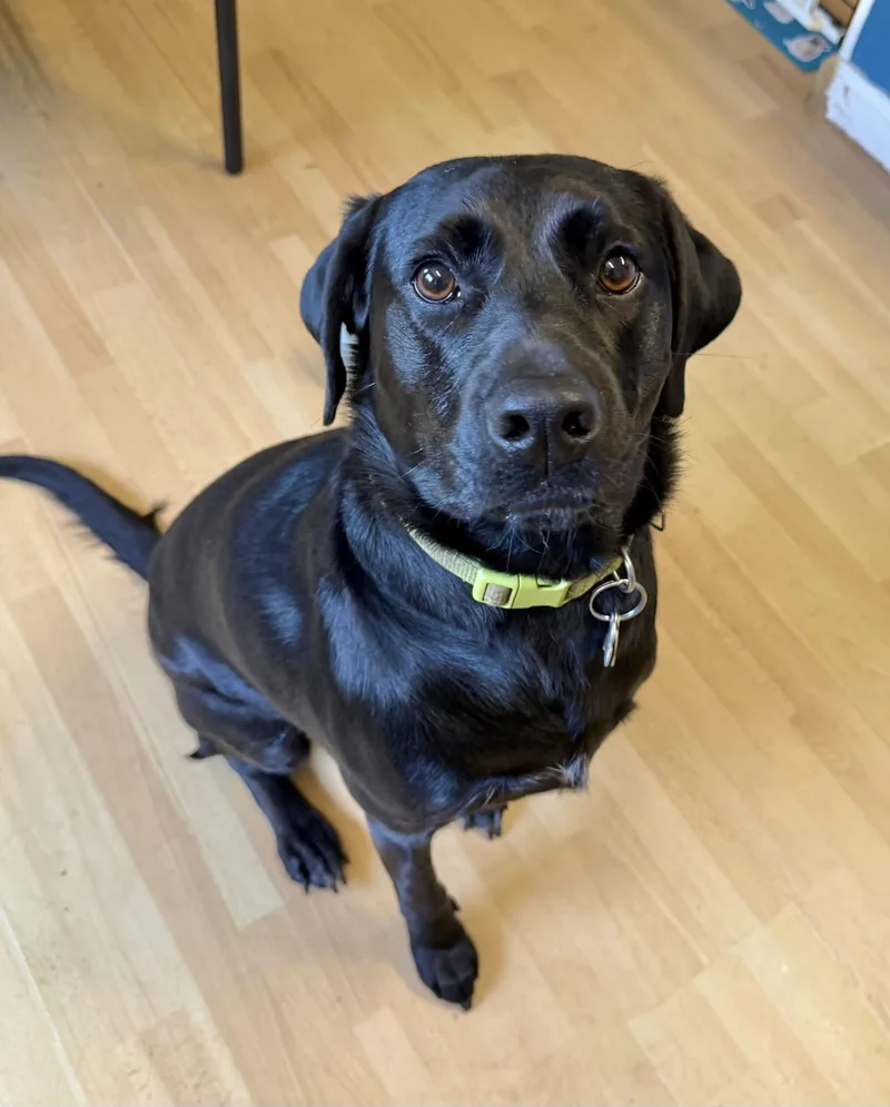 An adult medium-sized female Labrador Retriever dog named Coora for adoption in Manchester, CT