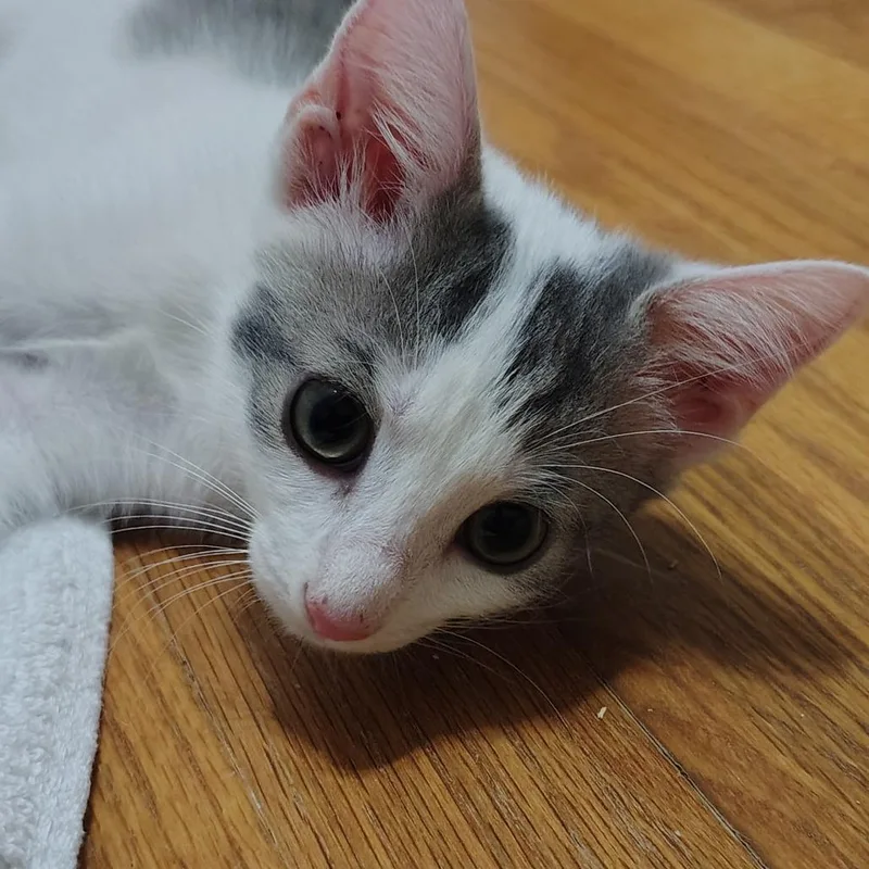 A baby small-sized male Domestic Short Hair cat named Kiwi for adoption in Cumming, GA