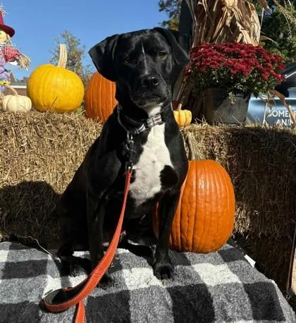 An adult medium-sized male Beagle dog named Diesel for adoption in Bridgewater, NJ