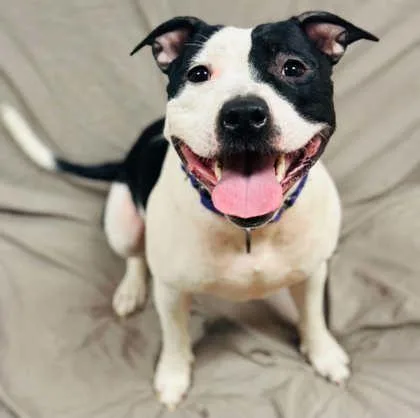 An adult medium-sized female Mixed Breed dog named Elora for adoption in West Chester, PA