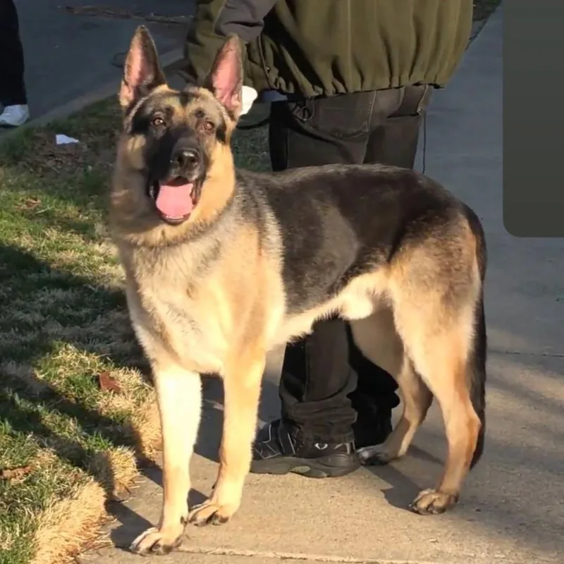 A senior large-sized male Brown / Chocolate German Shepherd Dog dog named Moses for adoption in Millburn, NJ