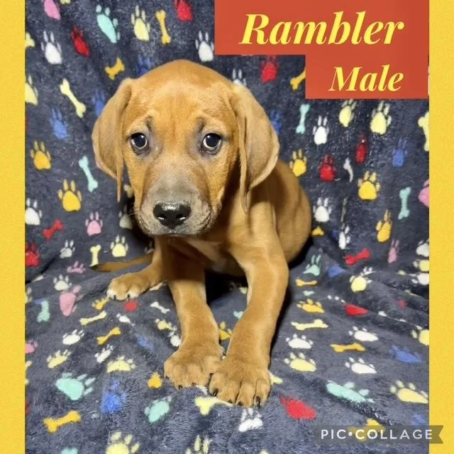 A baby medium-sized male Hound dog named Rambler for adoption in Manchester, CT