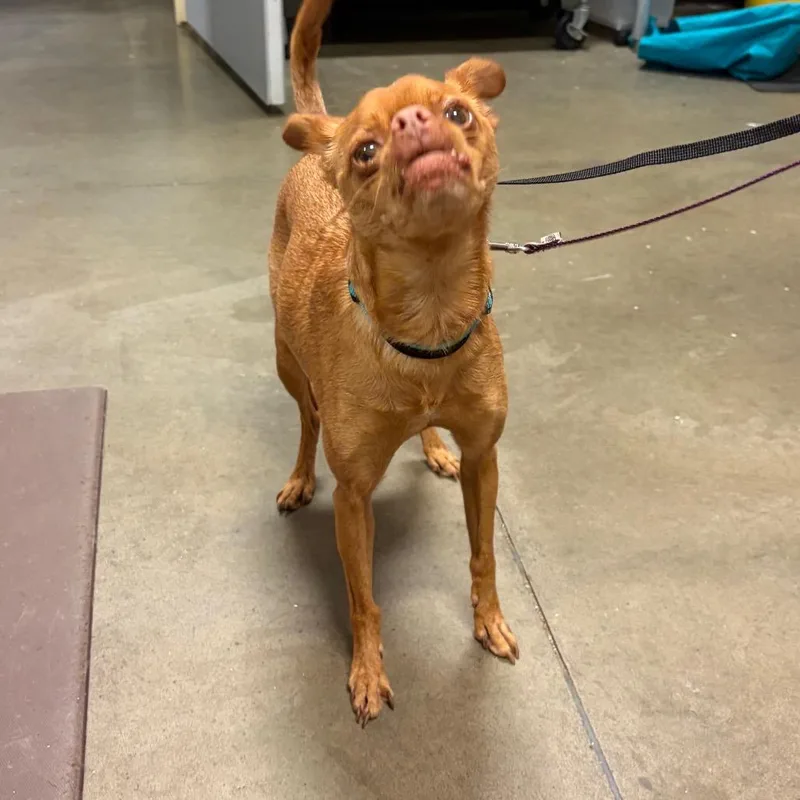 An adult small-sized male Yellow / Tan / Blond / Fawn Mixed Breed dog named Batman for adoption in Bismarck, ND