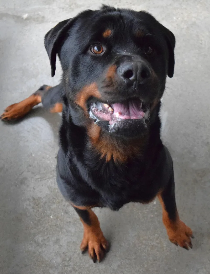An adult large-sized male Black Rottweiler dog named "titus" for adoption in Broken Arrow, OK