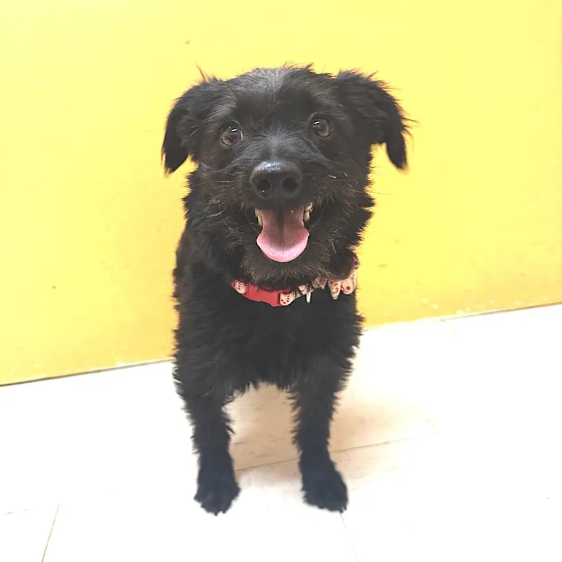 A young small-sized female Black Patterdale Terrier / Fell Terrier dog named Tulip for adoption in Joshua Tree, CA