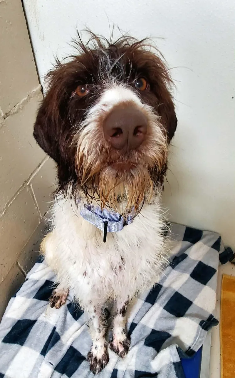 A young medium-sized female Brown / Chocolate German Shorthaired Pointer dog named Lily for adoption in BONIFAY, FL