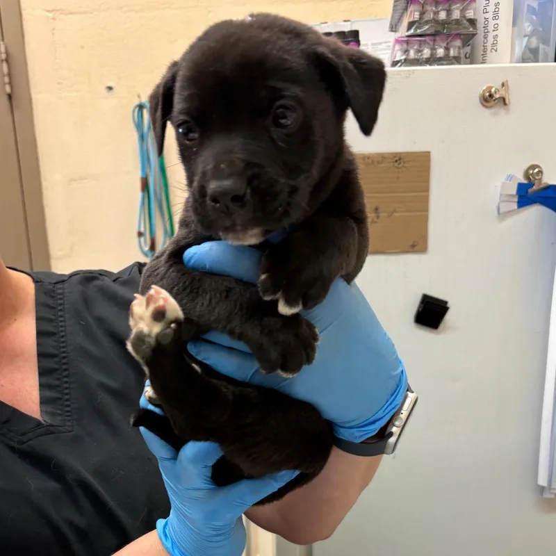 A baby small-sized male Black Pit Bull Terrier dog named Tad for adoption in Birmingham, AL