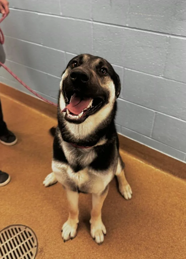 A young extra large-sized male German Shepherd Dog dog named Dom for adoption in Grand Forks, ND