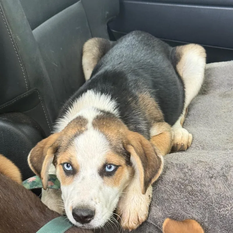 A baby medium-sized female Brown / Chocolate Shepherd dog named Kassie for adoption in San Antonio, TX
