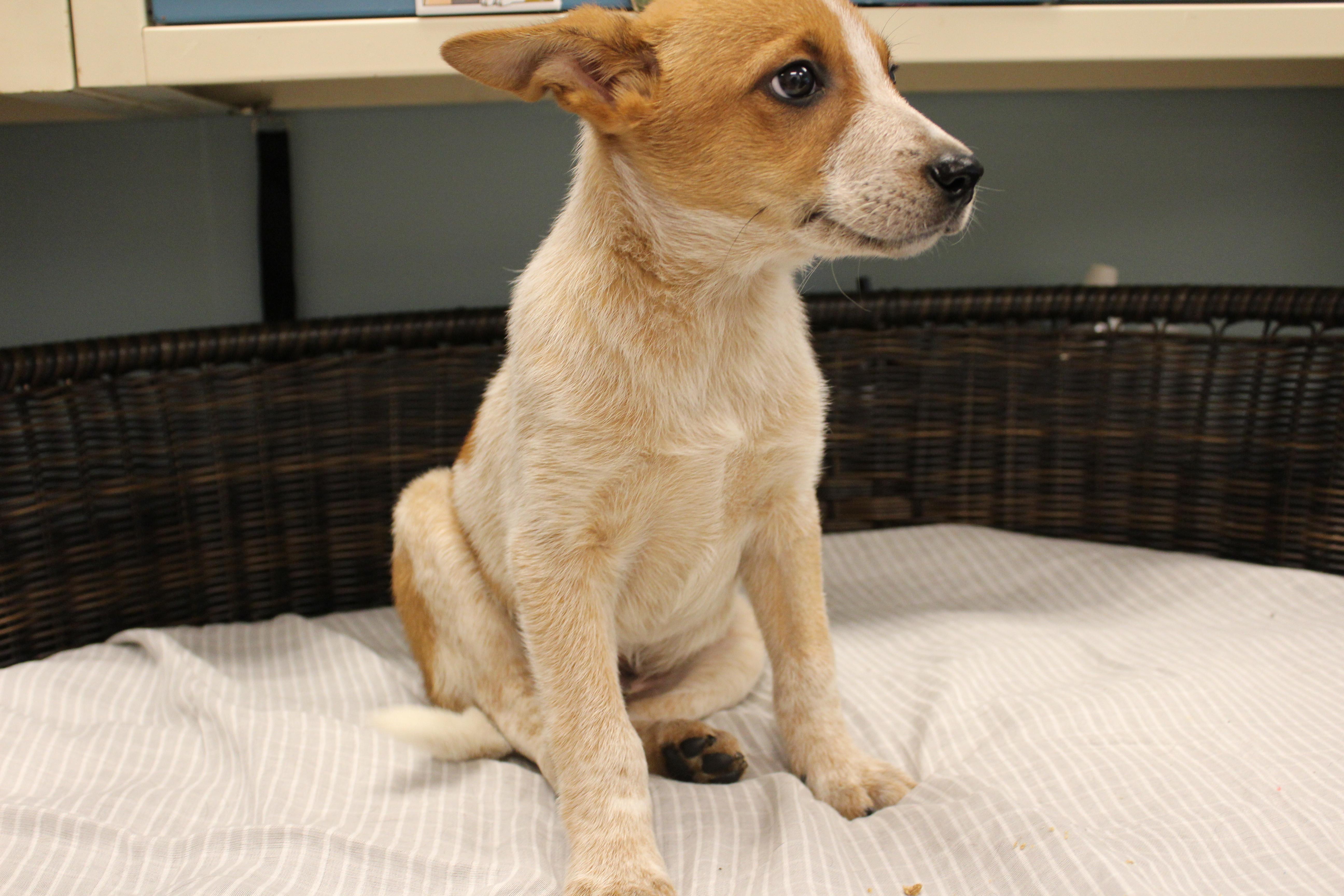 A baby medium-sized male Red / Chestnut / Orange Cattle Dog dog named Ferb for adoption in Neillsville, WI