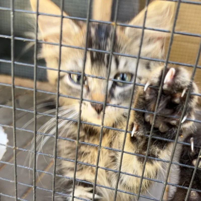 A young small-sized female Domestic Short Hair cat named Chi Chi for adoption in Monroeville, AL