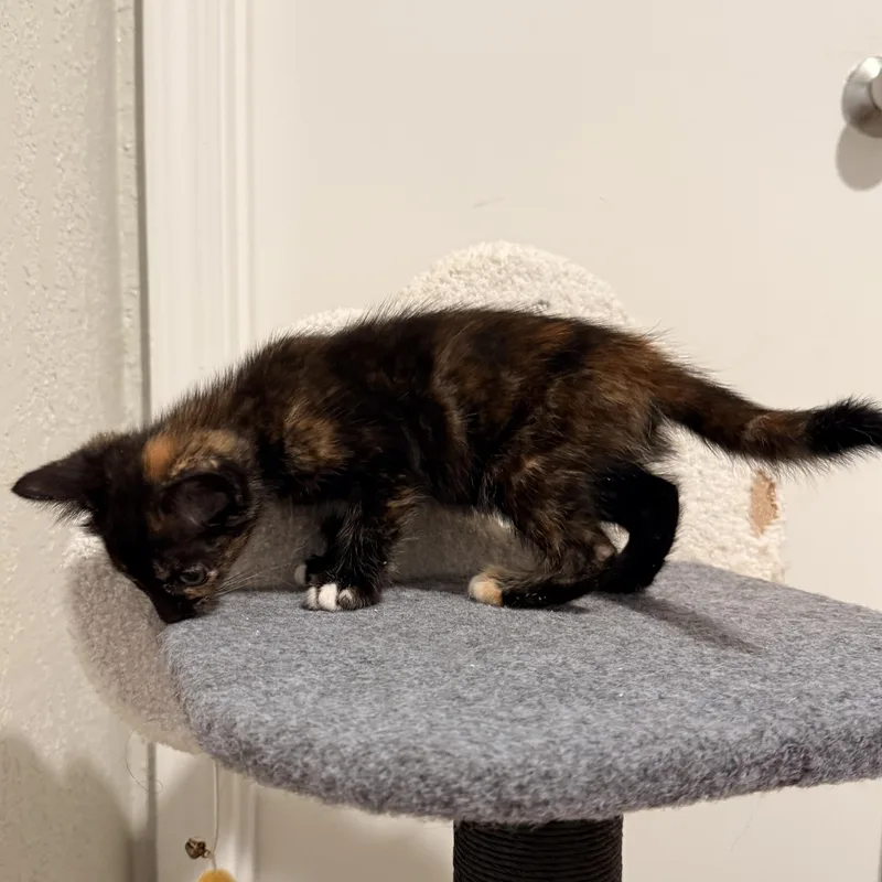 A baby medium-sized female Tortoiseshell Domestic Short Hair cat named Scotch Bonnet Athens  for adoption in Greensboro, GA