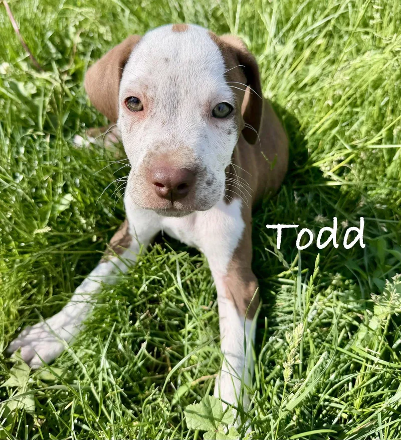 A baby medium-sized male Coonhound dog named Todd for adoption in West Des Moines, IA