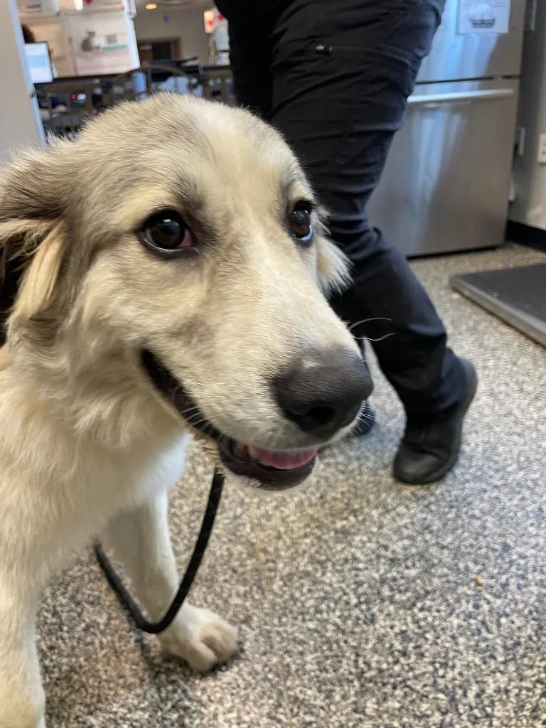 A young large-sized female Mixed Breed dog named Morgan for adoption in Columbia, TN