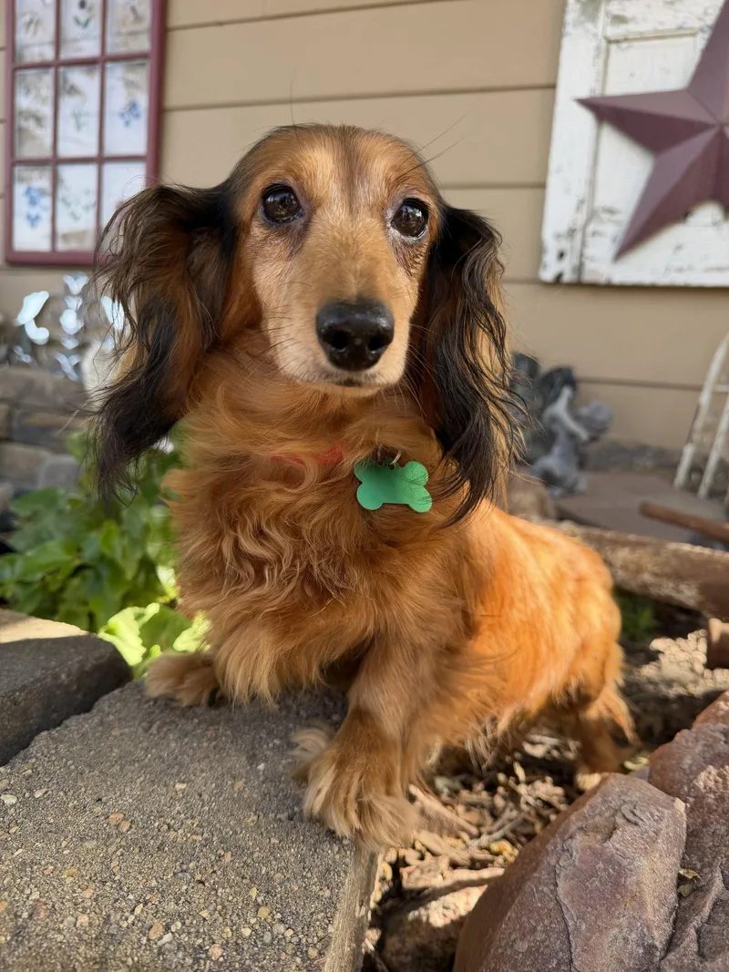 An adult medium-sized female Dachshund dog named Winnie for adoption in Sioux Falls, SD