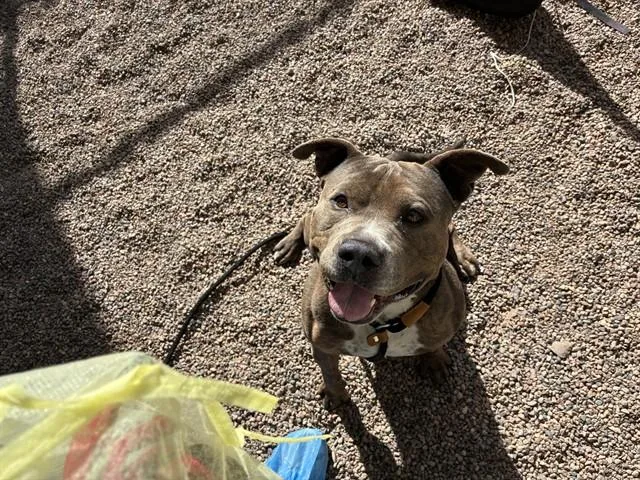 An adult large-sized male Pit Bull Terrier dog named Hammer Time for adoption in Mesa, AZ
