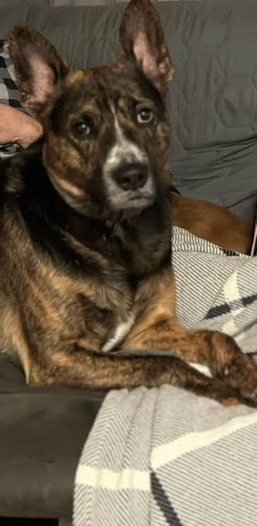 An adult large-sized male Brown / Chocolate Mixed Breed dog named Willie Joe for adoption in Talbott, TN
