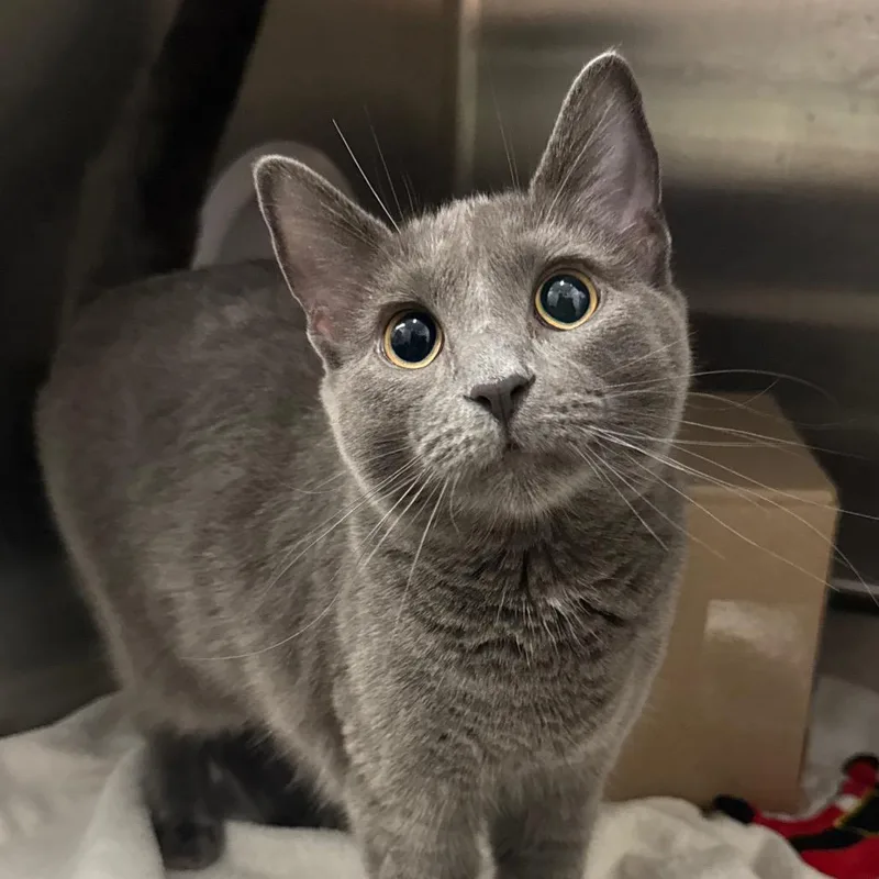 An adult medium-sized female Gray / Blue / Silver Domestic Short Hair cat named Dandelion for adoption in West Olive, MI