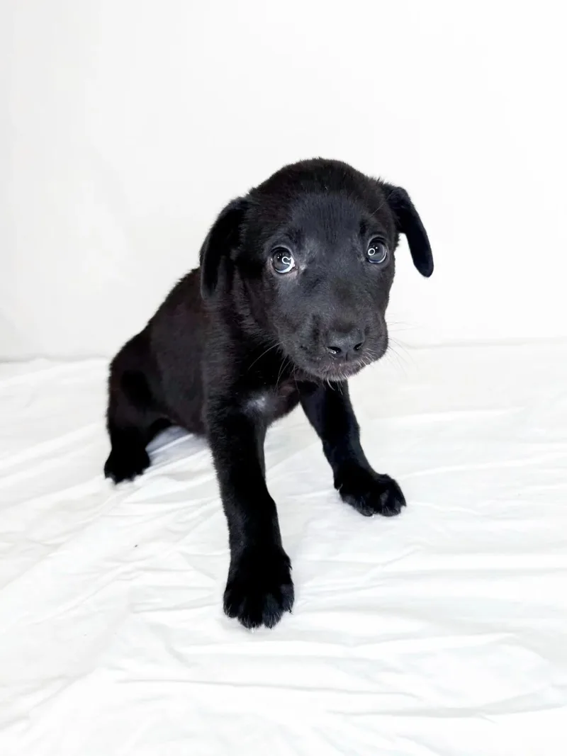 A baby medium-sized female Black Australian Cattle Dog / Blue Heeler dog named Tris for adoption in Bixby, OK