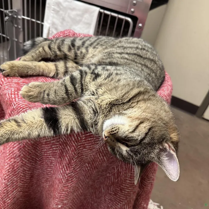 Manfred W Tobias thumbnail 6