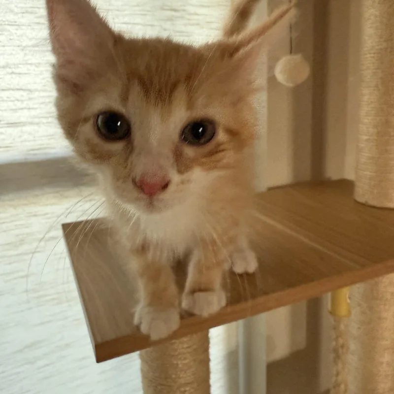 A baby medium-sized male Tabby (Orange / Red) Domestic Medium Hair cat named Lampino ORT for adoption in Missouri City, TX
