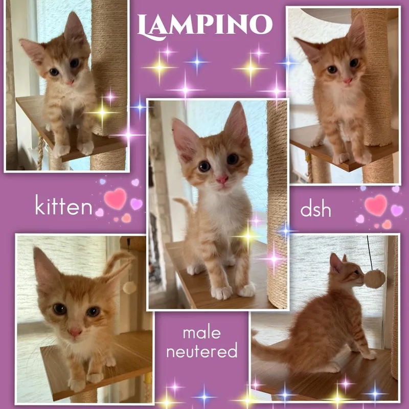 Lampino ORT thumbnail 3
