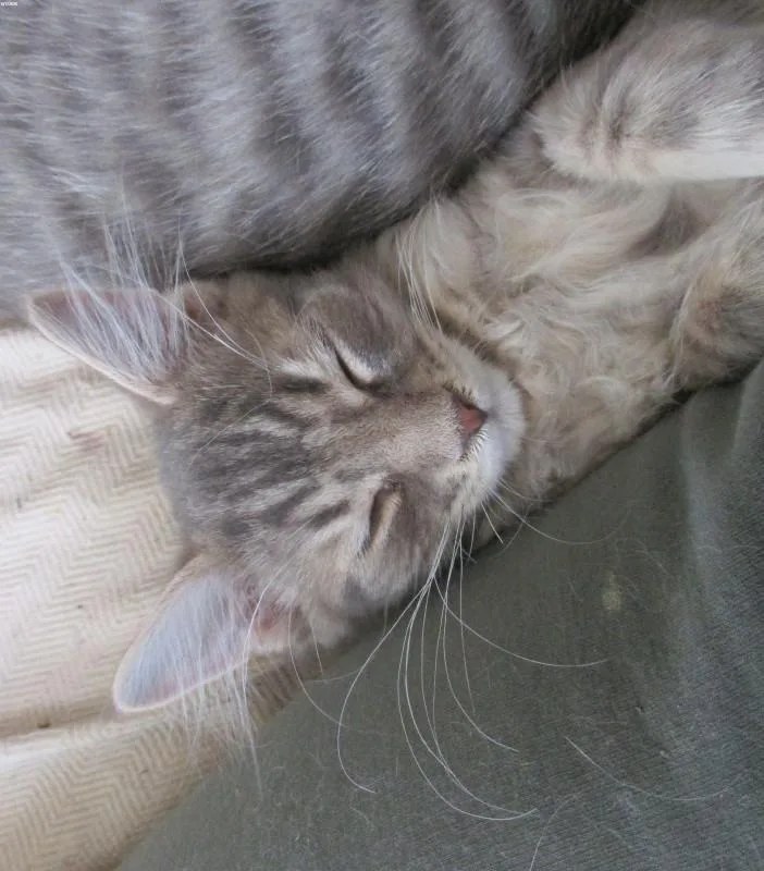 Lionheart thumbnail 2