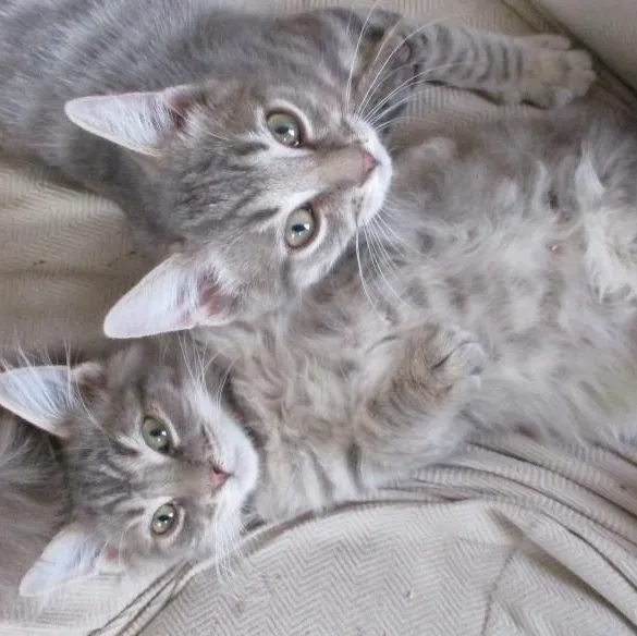 Lionheart thumbnail 3