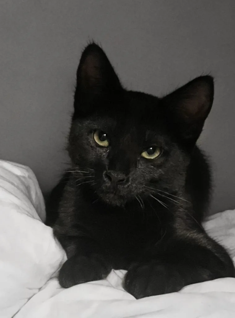 A baby medium-sized female Black Domestic Short Hair cat named Crunchwrap for adoption in Houston, TX