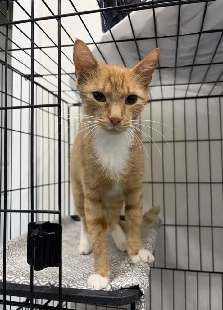 An adult medium-sized female Domestic Short Hair cat named Eerie for adoption in Lafayette, CO