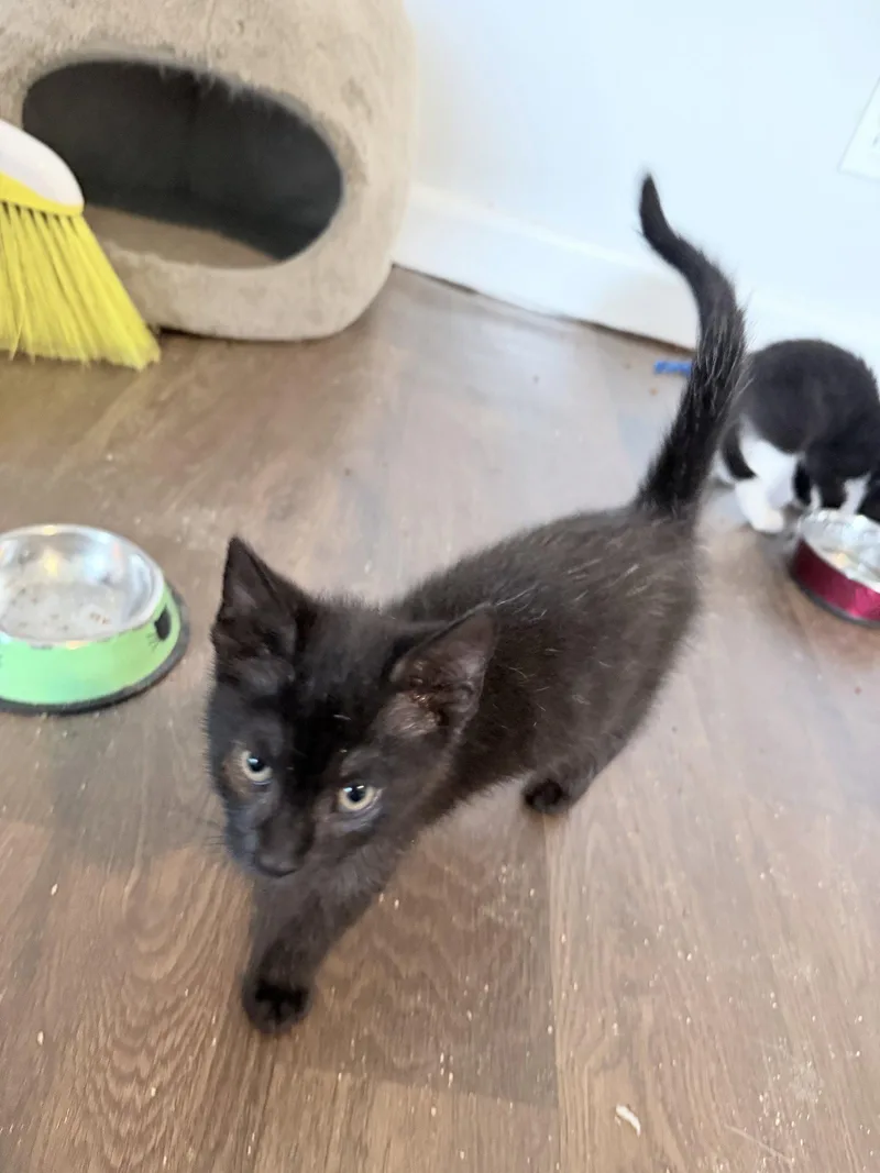 A baby medium-sized male Black Domestic Short Hair cat named Poland Spring for adoption in Trenton, NJ