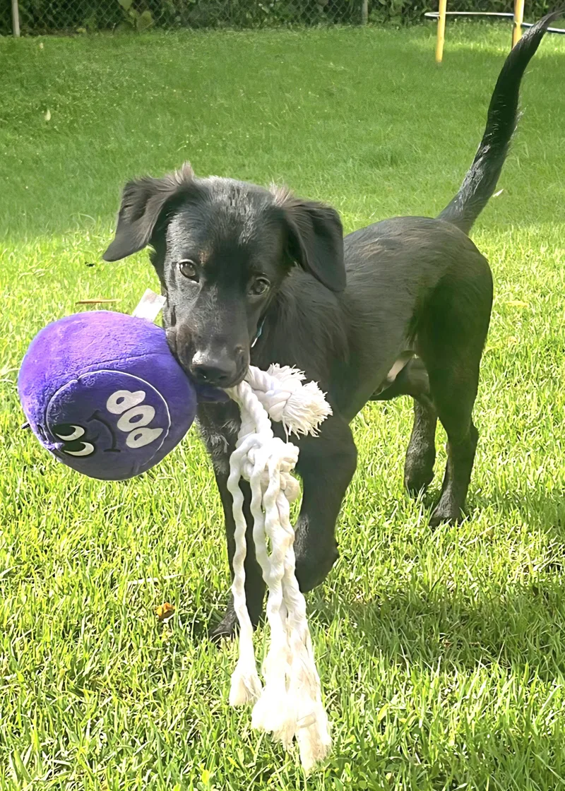 Choco "so Lovable!" thumbnail 3