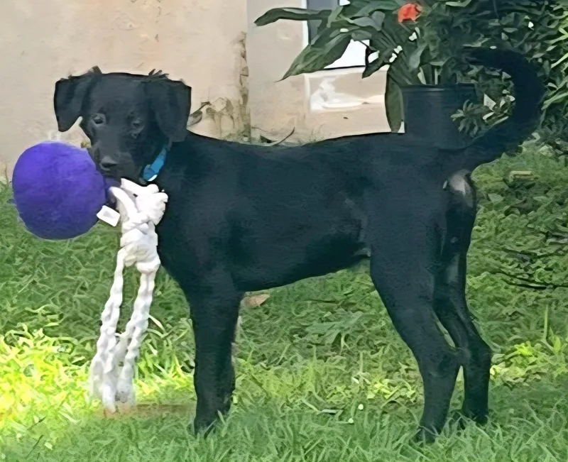 Choco "so Lovable!" thumbnail 4