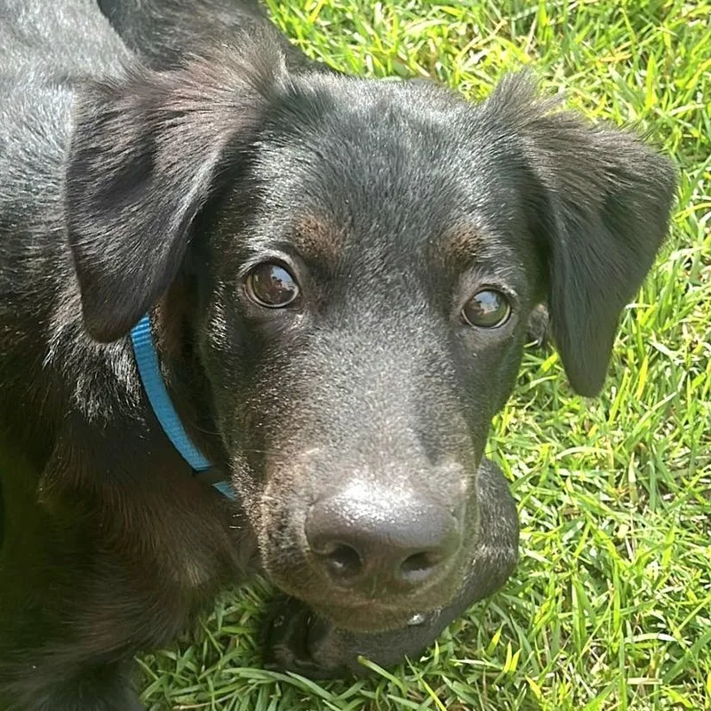 Choco "so Lovable!" thumbnail 5