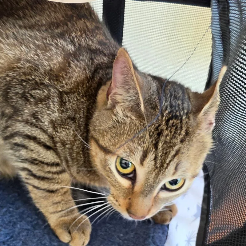 A young medium-sized male Domestic Short Hair cat named Kokonut FKA Jason for adoption in Leander, TX