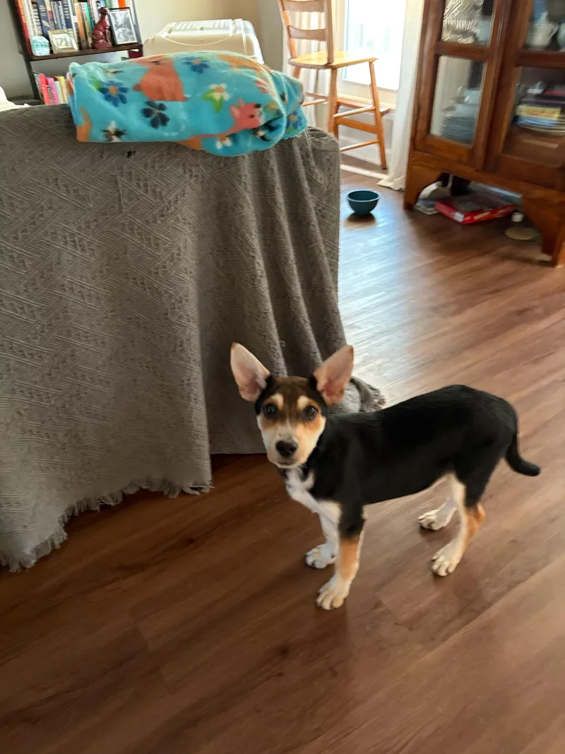 A baby medium-sized male Tricolor (Brown, Black, & White) Mixed Breed dog named Silo for adoption in Franklin, TN