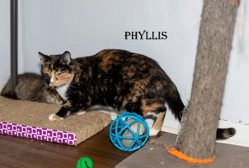Phyllis