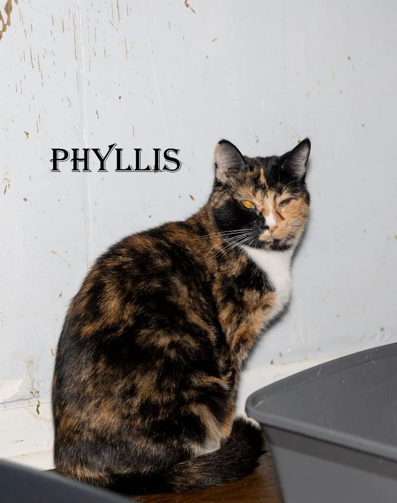 Phyllis thumbnail 3