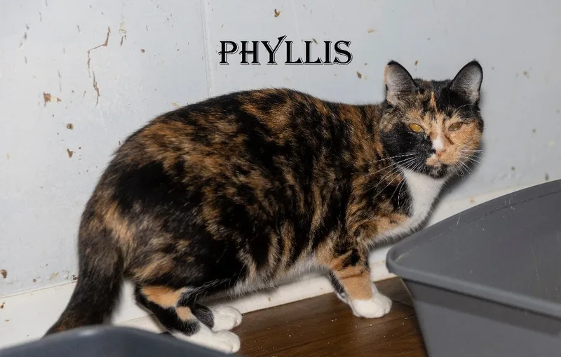 Phyllis thumbnail 4