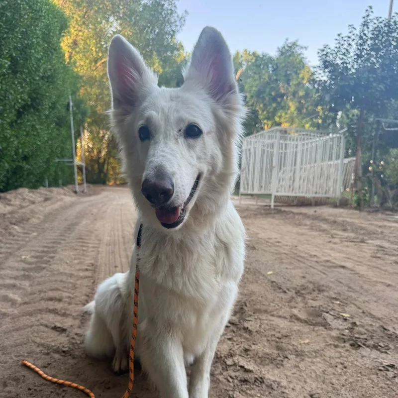 An adult large-sized female White / Cream White German Shepherd dog named Jennie for adoption in New York, NY