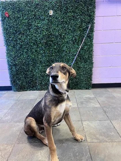 A young large-sized male Brown / Chocolate Mixed Breed dog named 61304580 for adoption in El Paso, TX