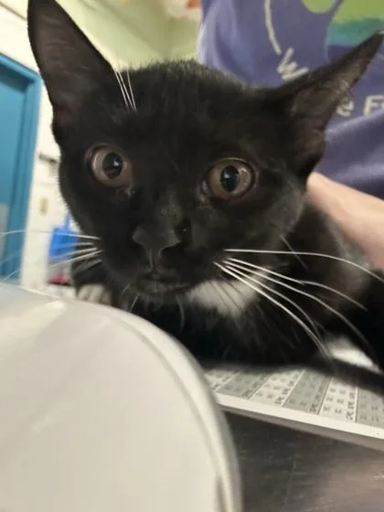A baby medium-sized female Domestic Short Hair cat named Manarola for adoption in Largo, FL
